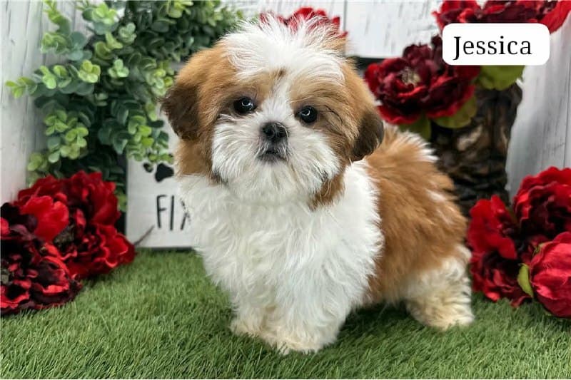 Jessica - Gold & Weiss Shih Tzu Welpe zu verkaufen