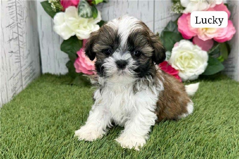 Lucky - Braun-Weiss Tricolor Shih Tzu Welpe zu verkaufen