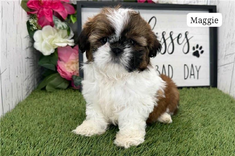 Maggie - Braun-Weiss Tricolor Shih Tzu Welpe zu verkaufen